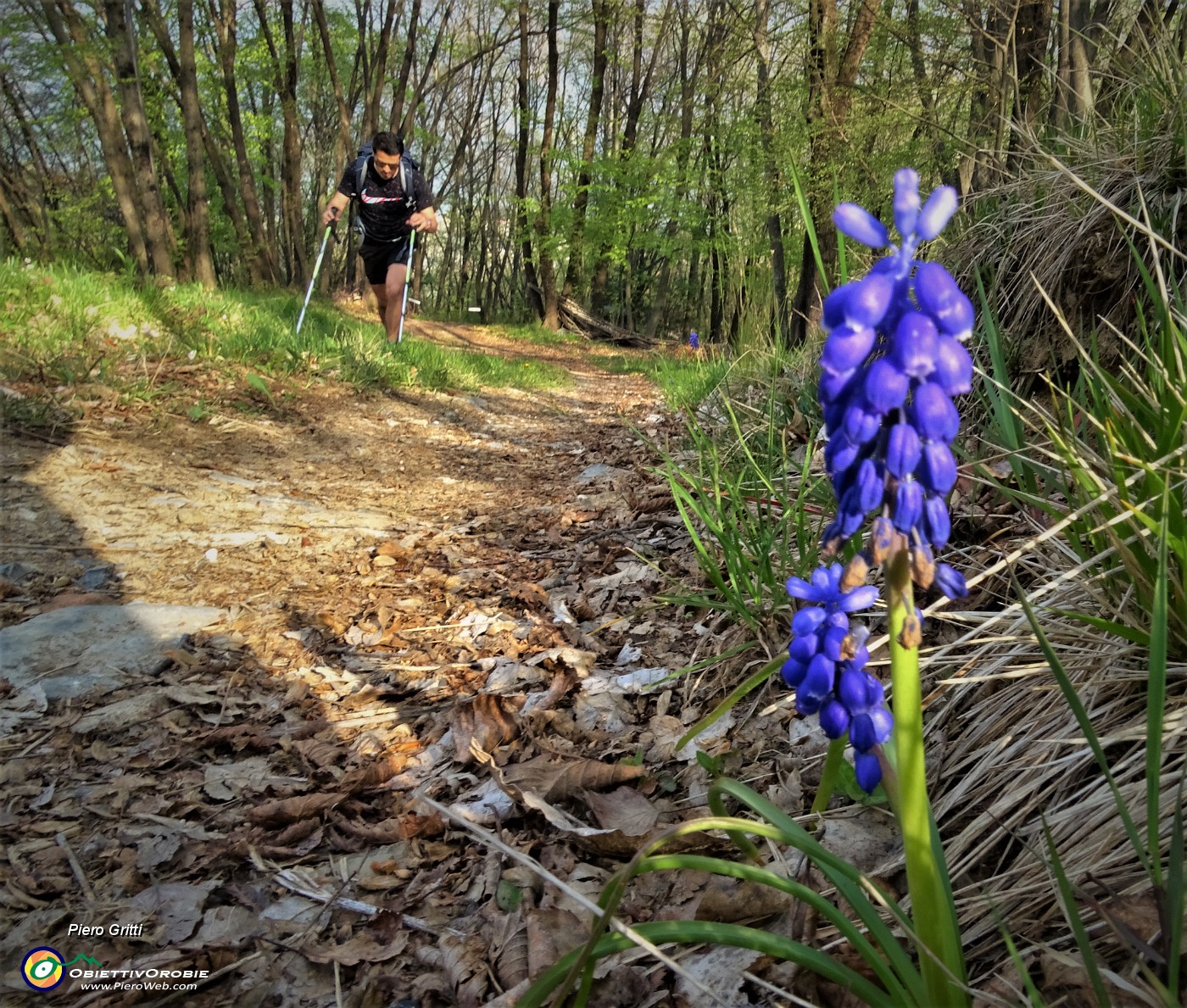 30 Bel fiore di Muscari neglectum.JPG